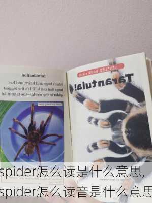 spider怎么读是什么意思,spider怎么读音是什么意思